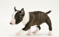 Bullterrier
